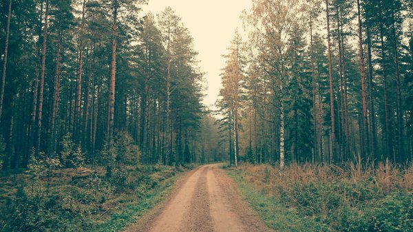 How Can UK Residents Participate in National Reforestation Efforts?